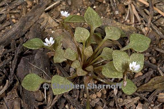 claytonia rubra ssp rubra 5 graphic